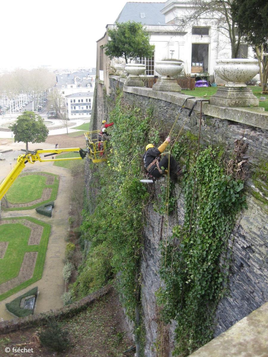 Entretien de plantes courantes en hauteur