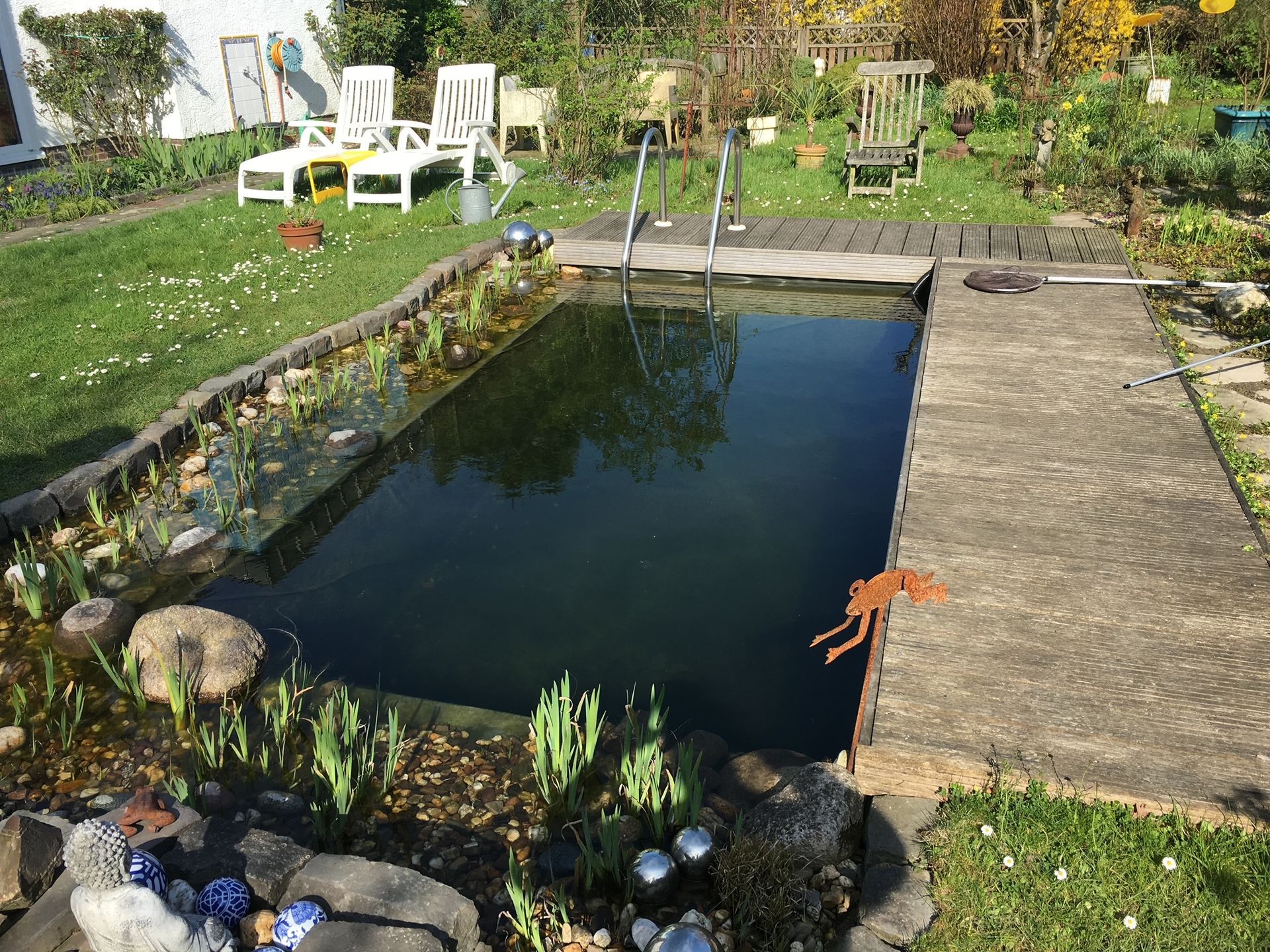 MW Gartenbau & Gartengestaltung GbR – Ein rechteckiger Pool im natürlichen Stil mit Holzsteg und Leiter; links davon eine Wiese mit Liegestühlen.