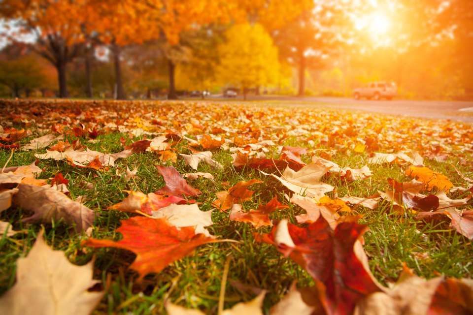 MW Gartenbau & Gartengestaltung GbR – Herbstliche Wiese voller Blätter vor einem Sonnenuntergang