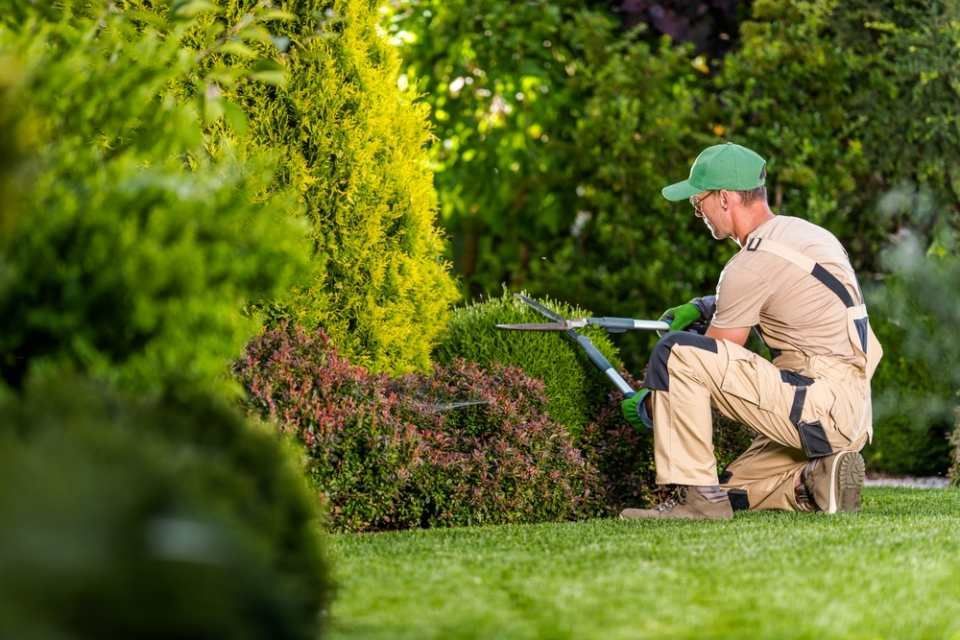 MW Gartenbau & Gartengestaltung GbR – Gärtner mit Heckenschere stutzt eine Hecke