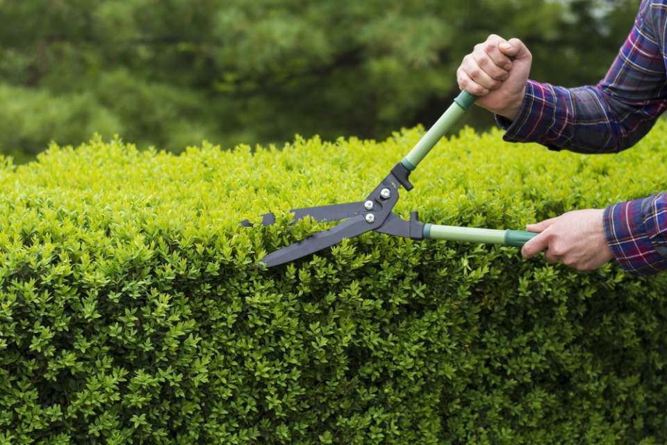 MW Gartenbau & Gartengestaltung GbR – Fokus auf eine Heckenschere beim Schneiden einer Hecke