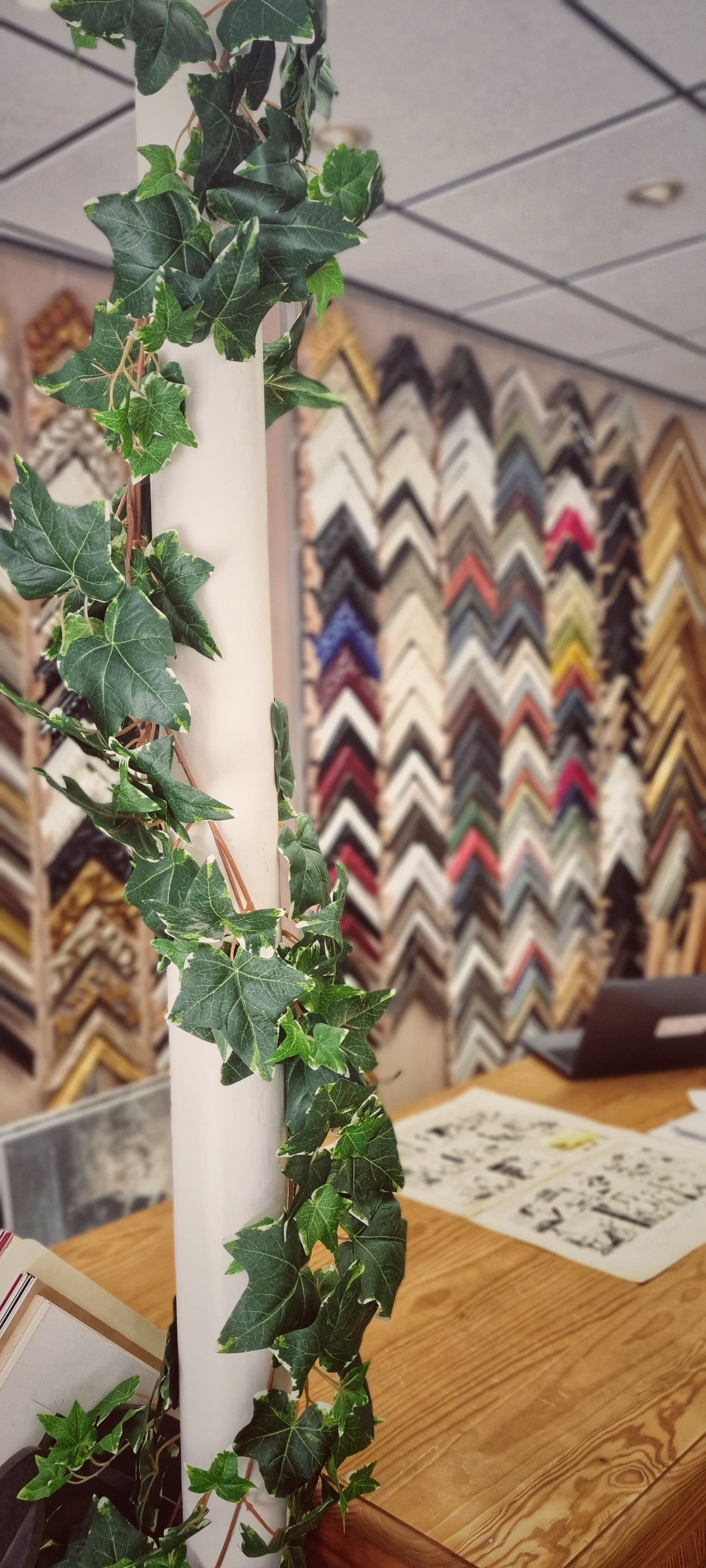 Plante verte devant des encadrements