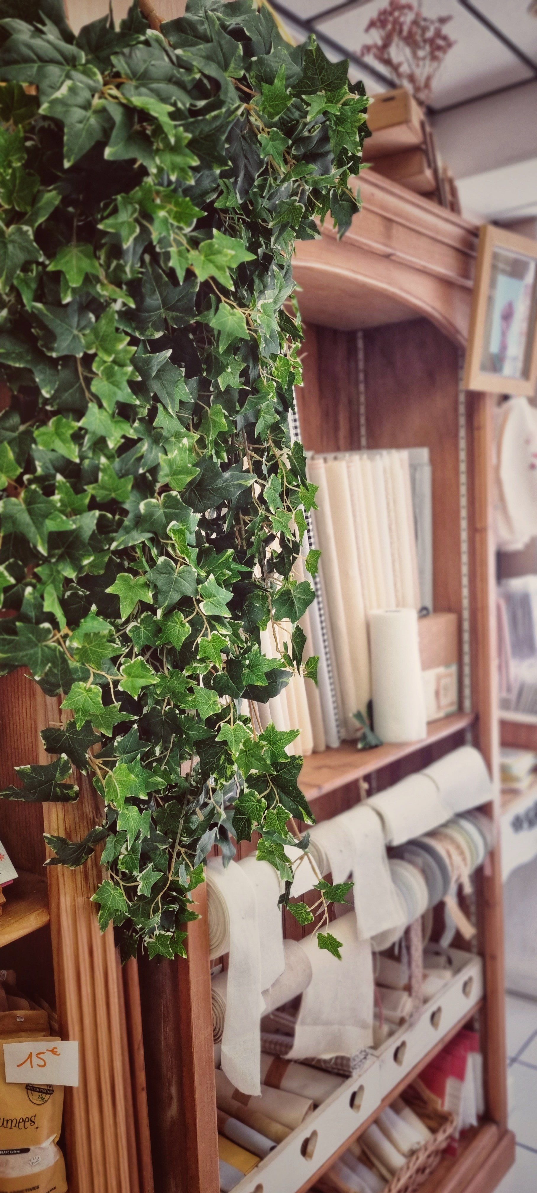 Plante verte tombante