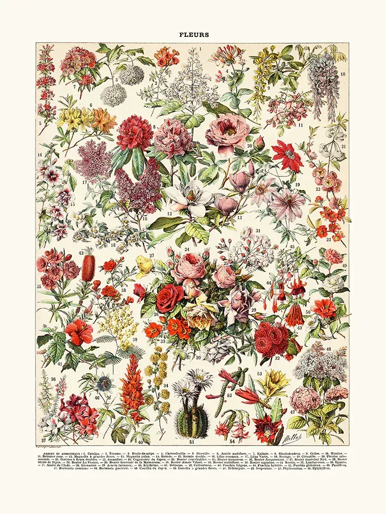 Nombreuses fleurs en dessin