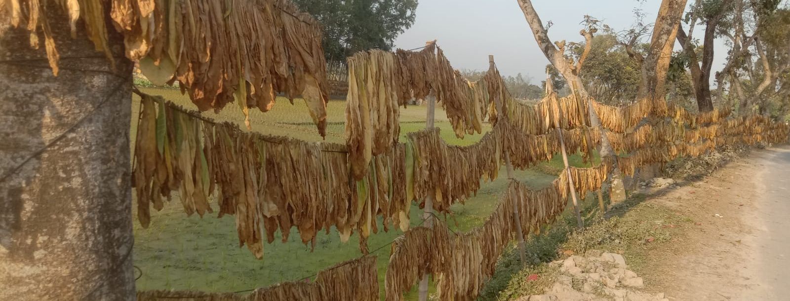 Un manojo de hojas de tabaco colgando de un árbol al lado de una carretera.