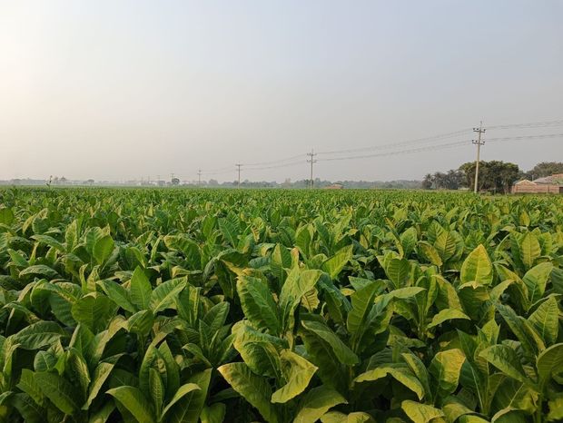 Un campo de plantas de tabaco con un cielo azul al fondo