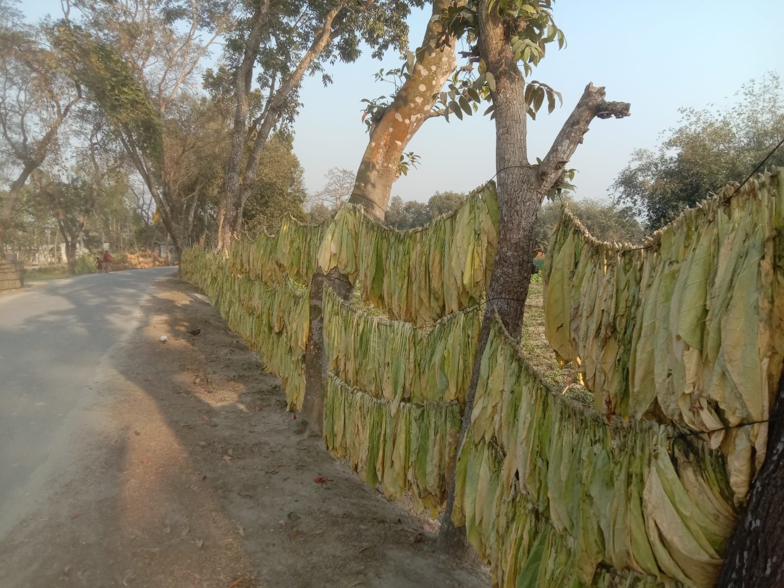 Una valla hecha de hojas de tabaco está a lo largo del costado de una carretera.
