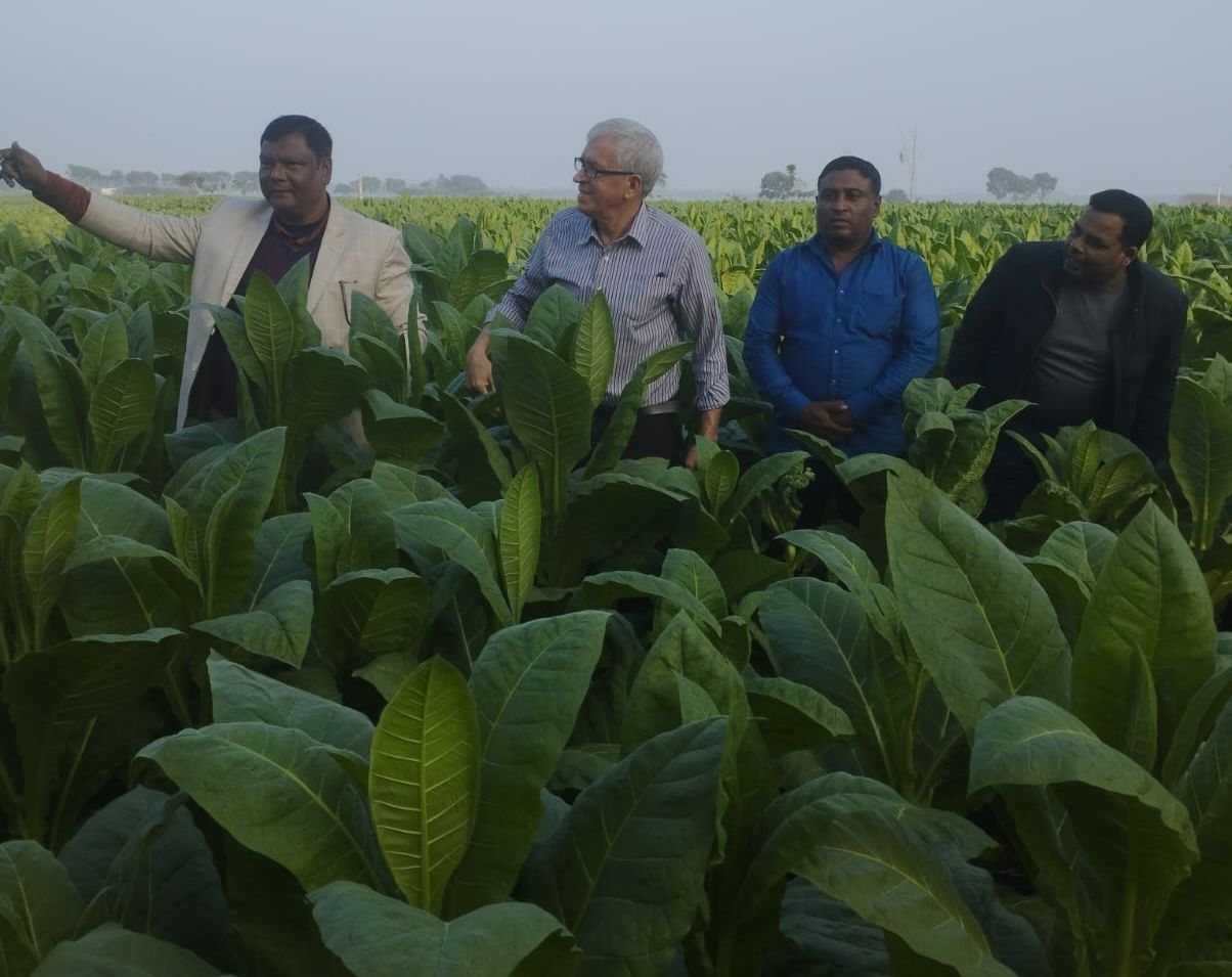 Un grupo de hombres está de pie en un campo de plantas de tabaco.