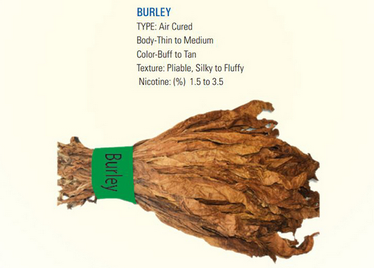 Un manojo de hojas de tabaco burley sobre un fondo blanco.