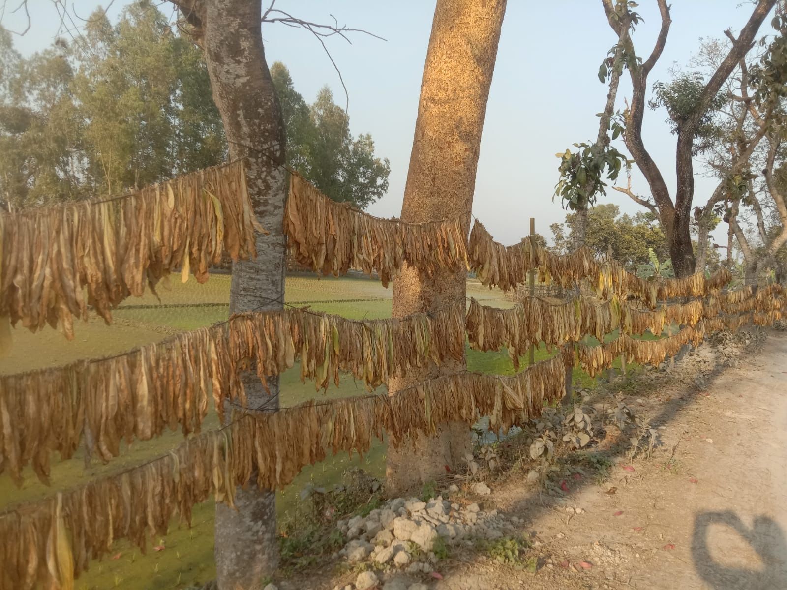 Una valla hecha de cuerdas que cuelgan de los árboles a lo largo de un camino de tierra.