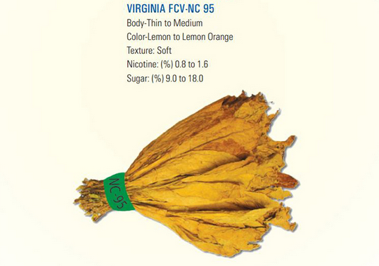 Un manojo de tabaco de Virginia con una banda verde alrededor.