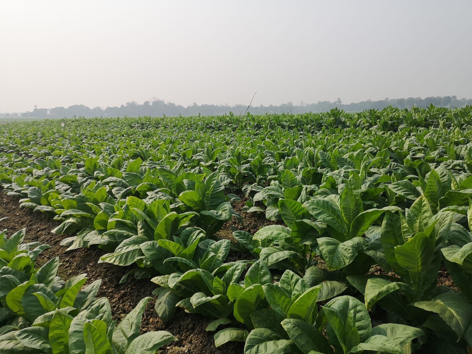 Un campo de plantas de tabaco que crecen en la tierra.