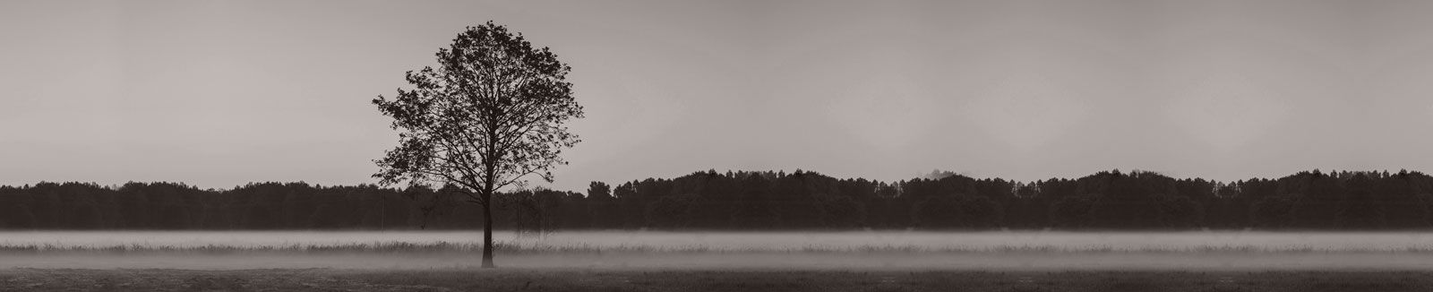 Ein Schwarzweißfoto eines Baums mitten auf einem Feld.