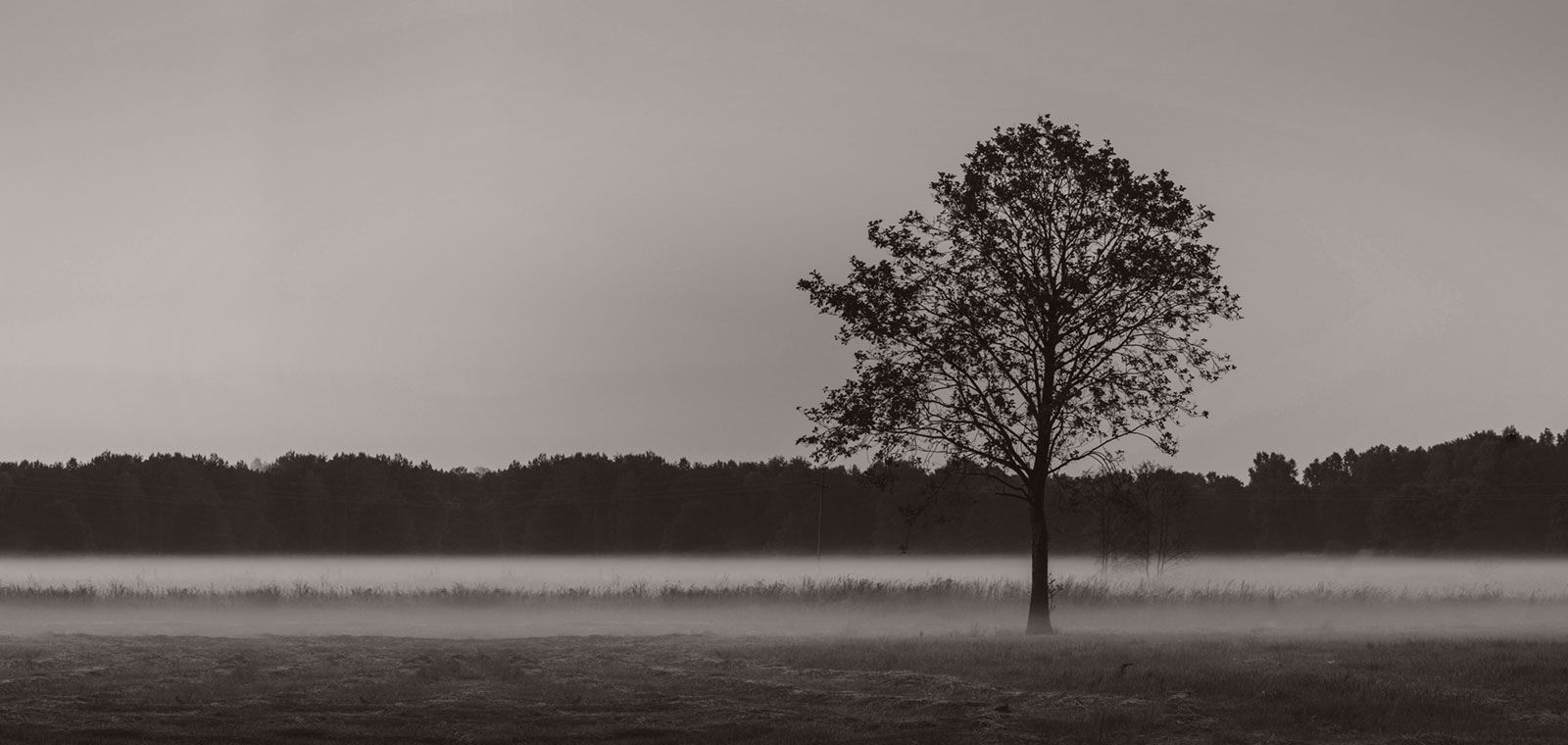 Ein Schwarzweißfoto eines Baumes in einem nebligen Feld