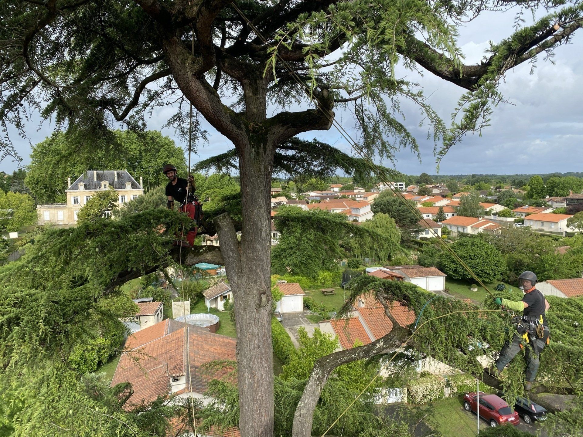 Elagueur dans un arbre avec cordes