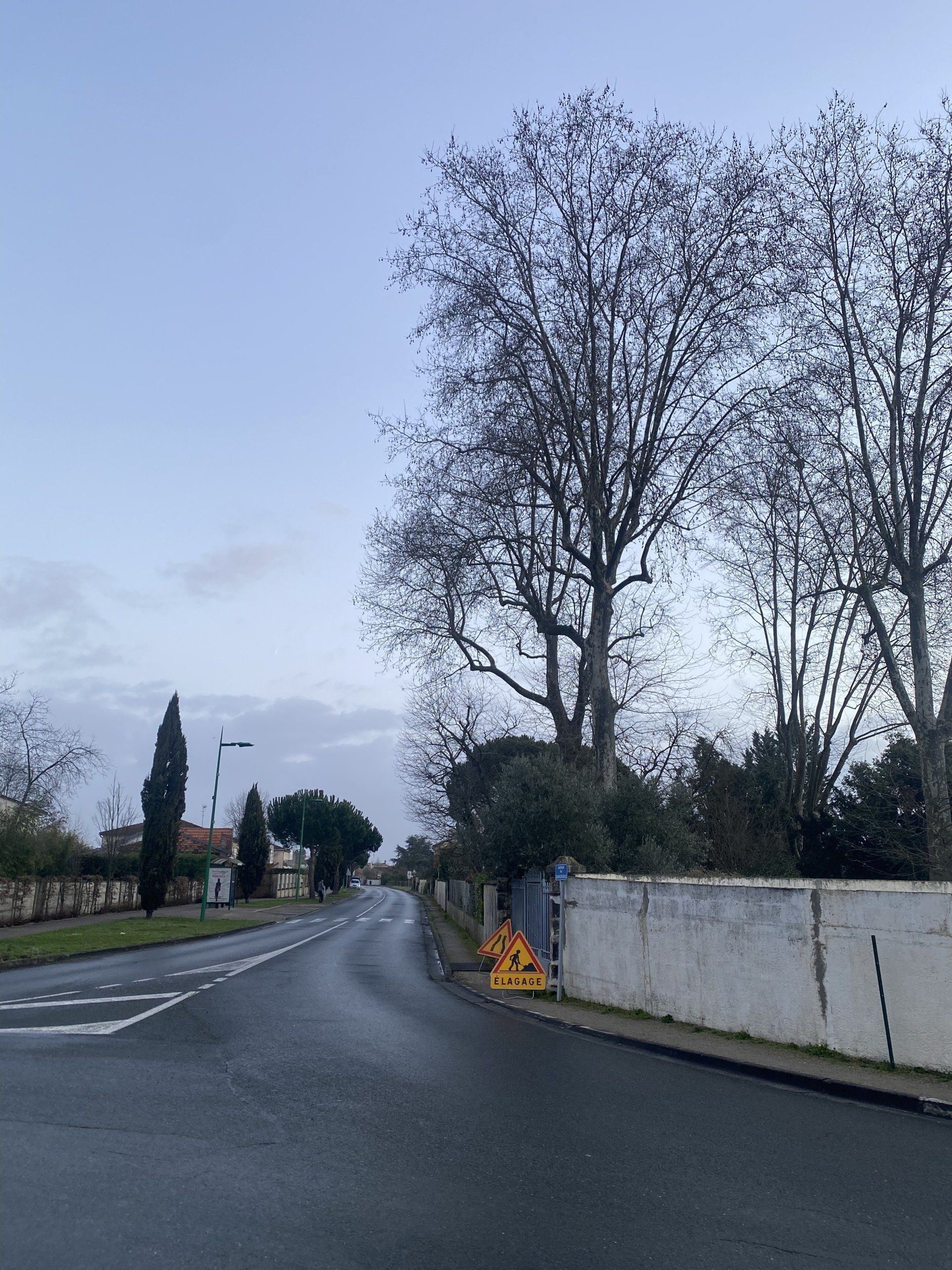 Grand arbre à éléguer