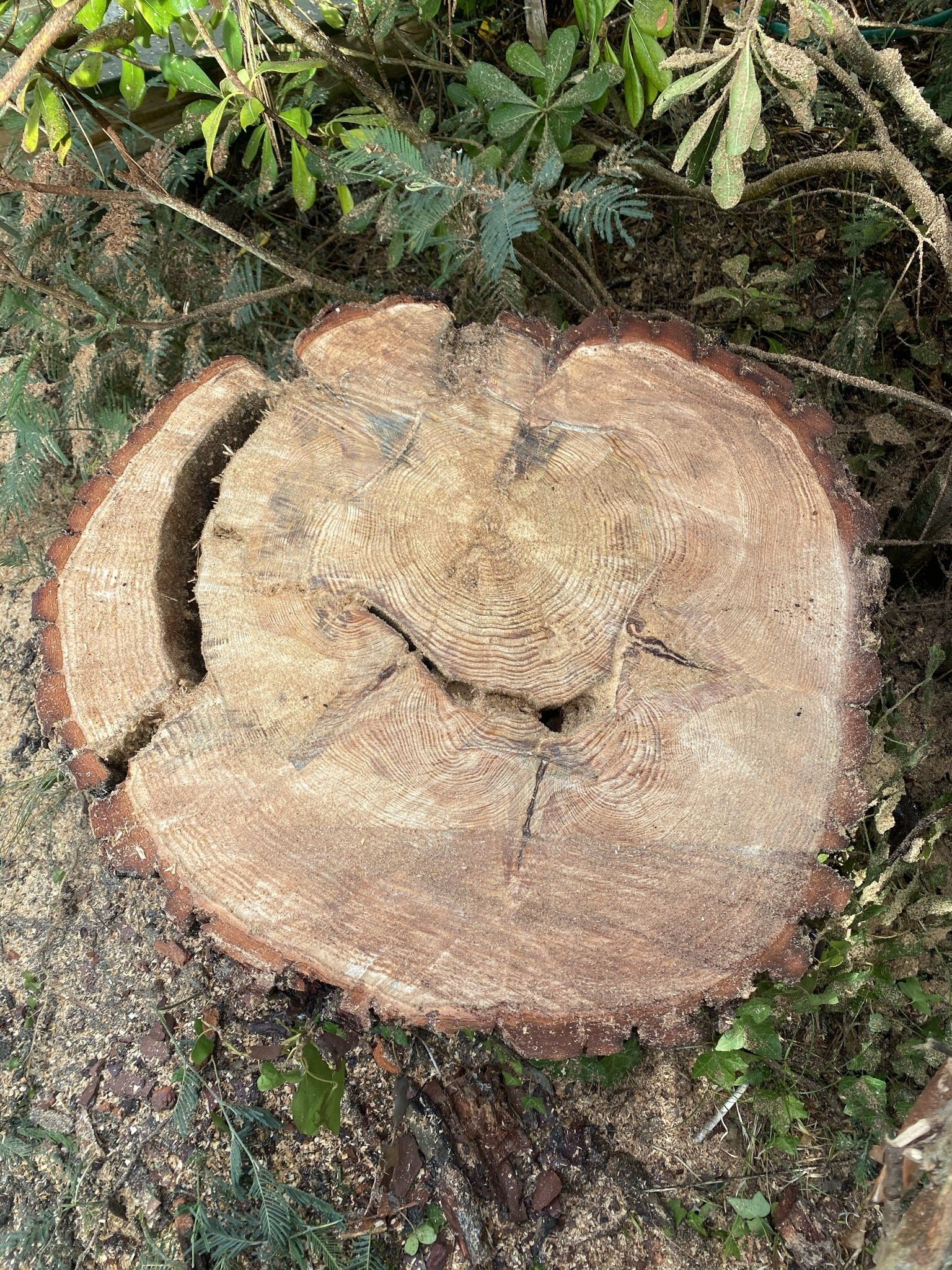 Tronc d'arbre coupé