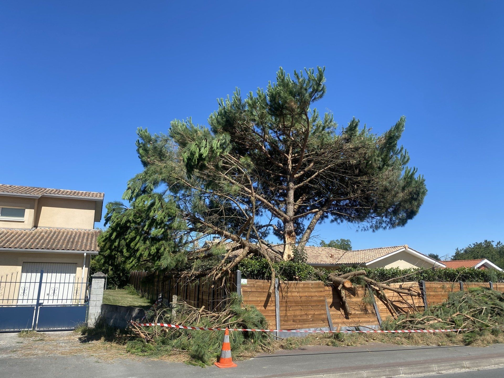 Pin parasol en plein élagage