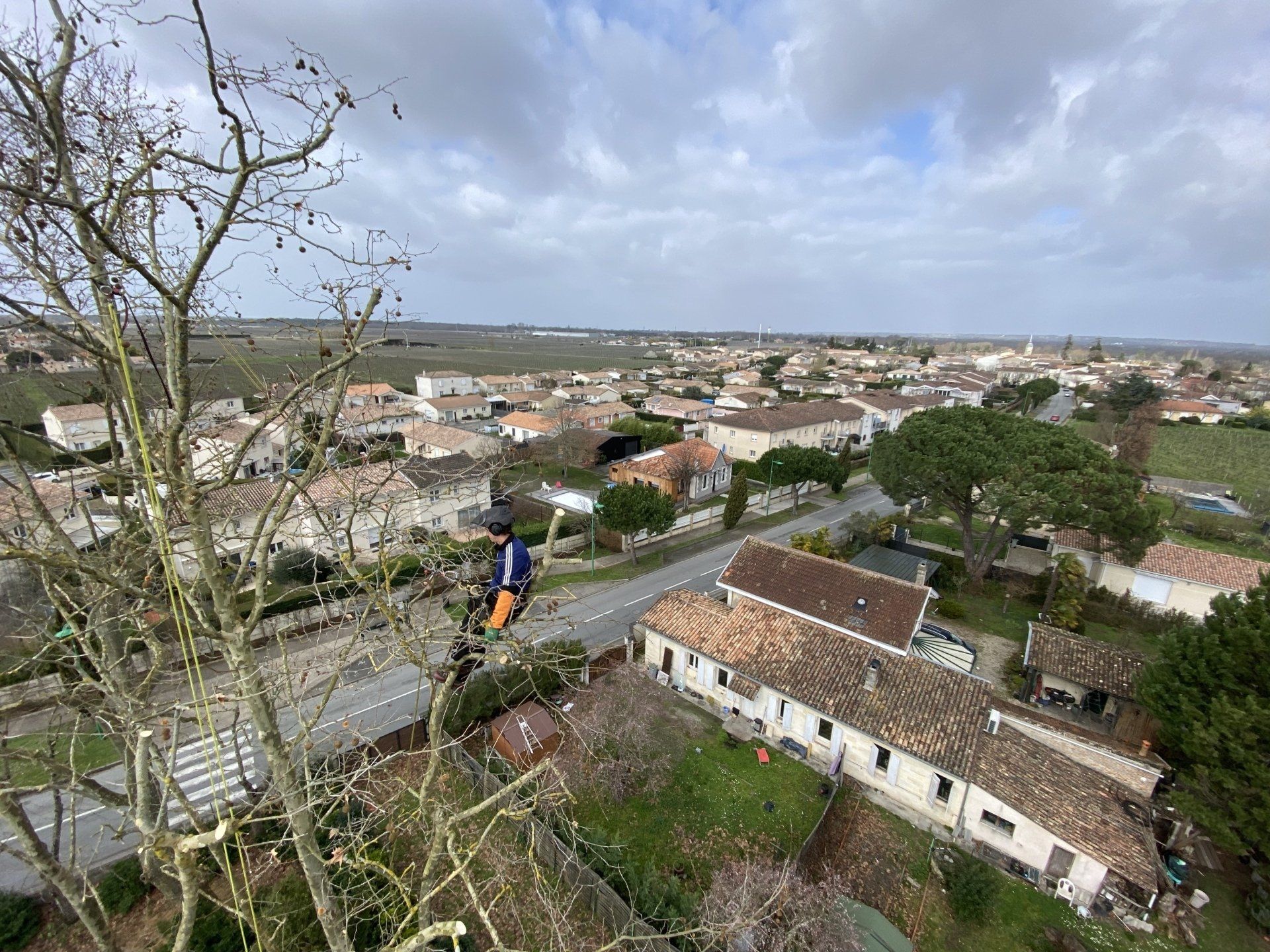 Vue panoramique depuis arbre