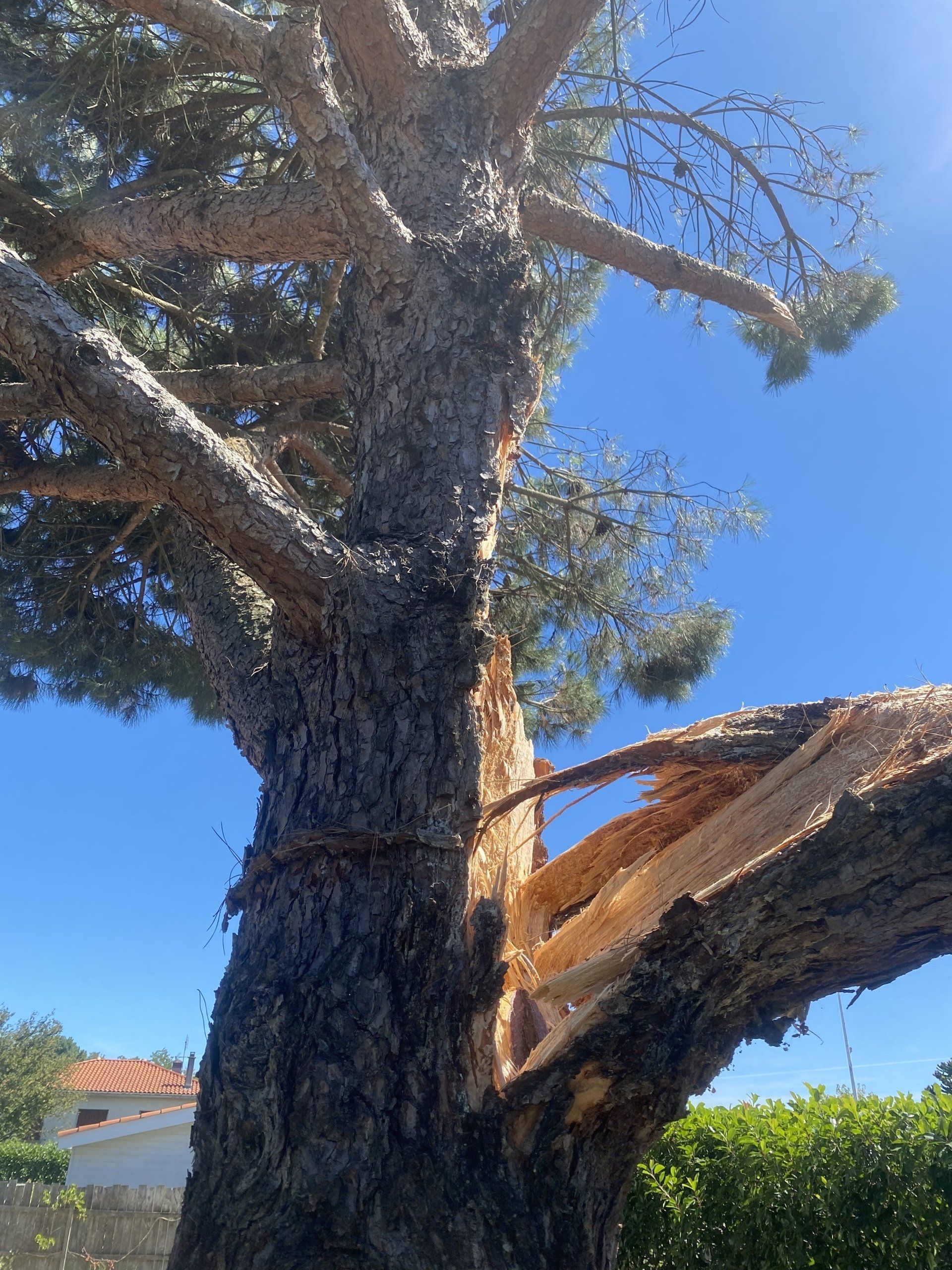 Arbre cisaillé en deux