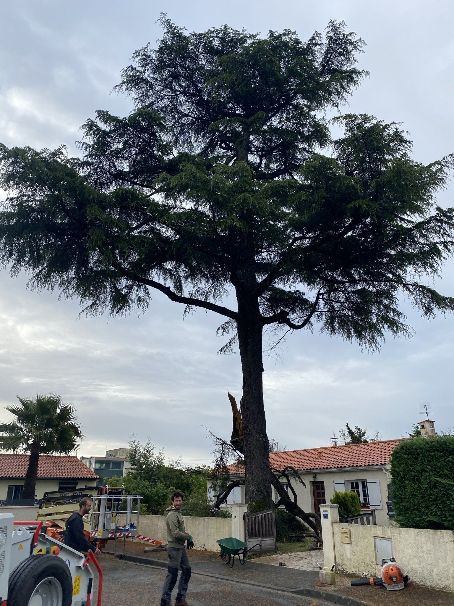 Pin parasol une fois élagué