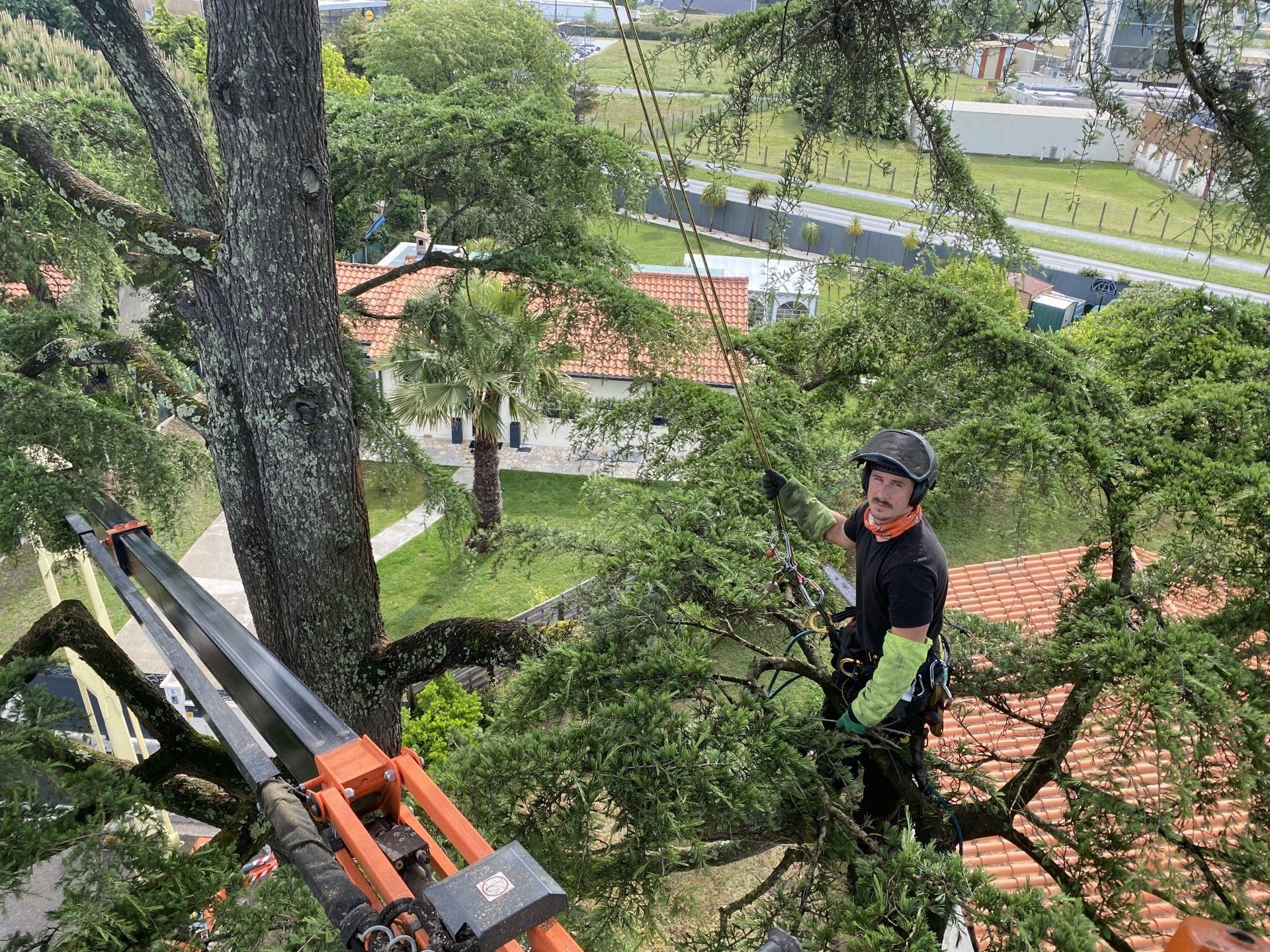 Elagueurs dans les arbres