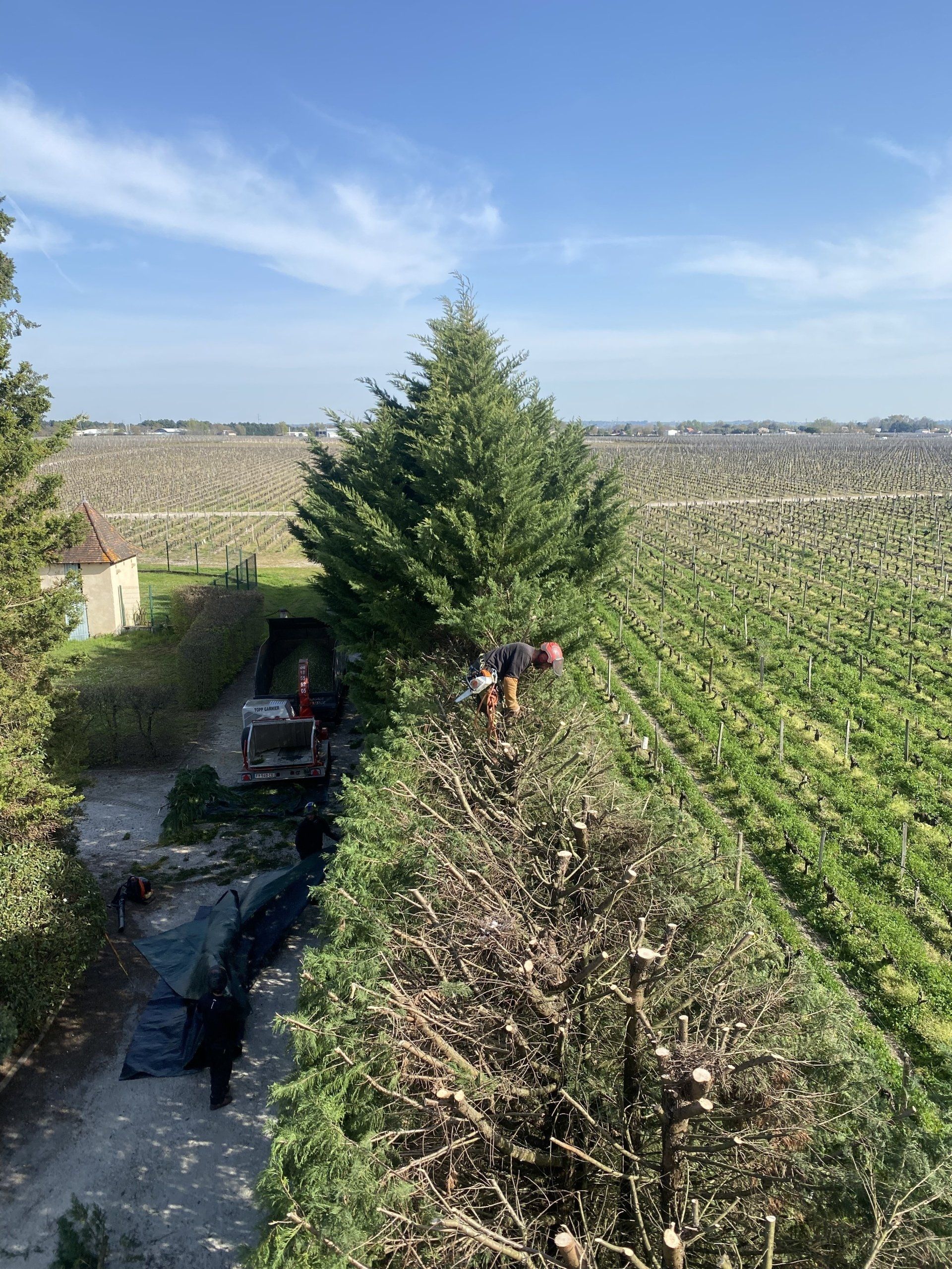 Grande haie taillée