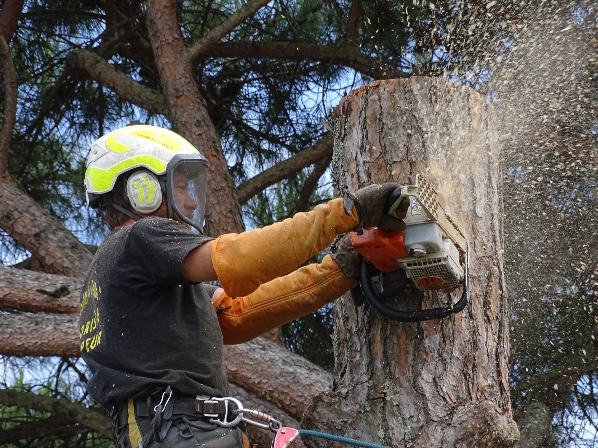 Démontage d'un arbre