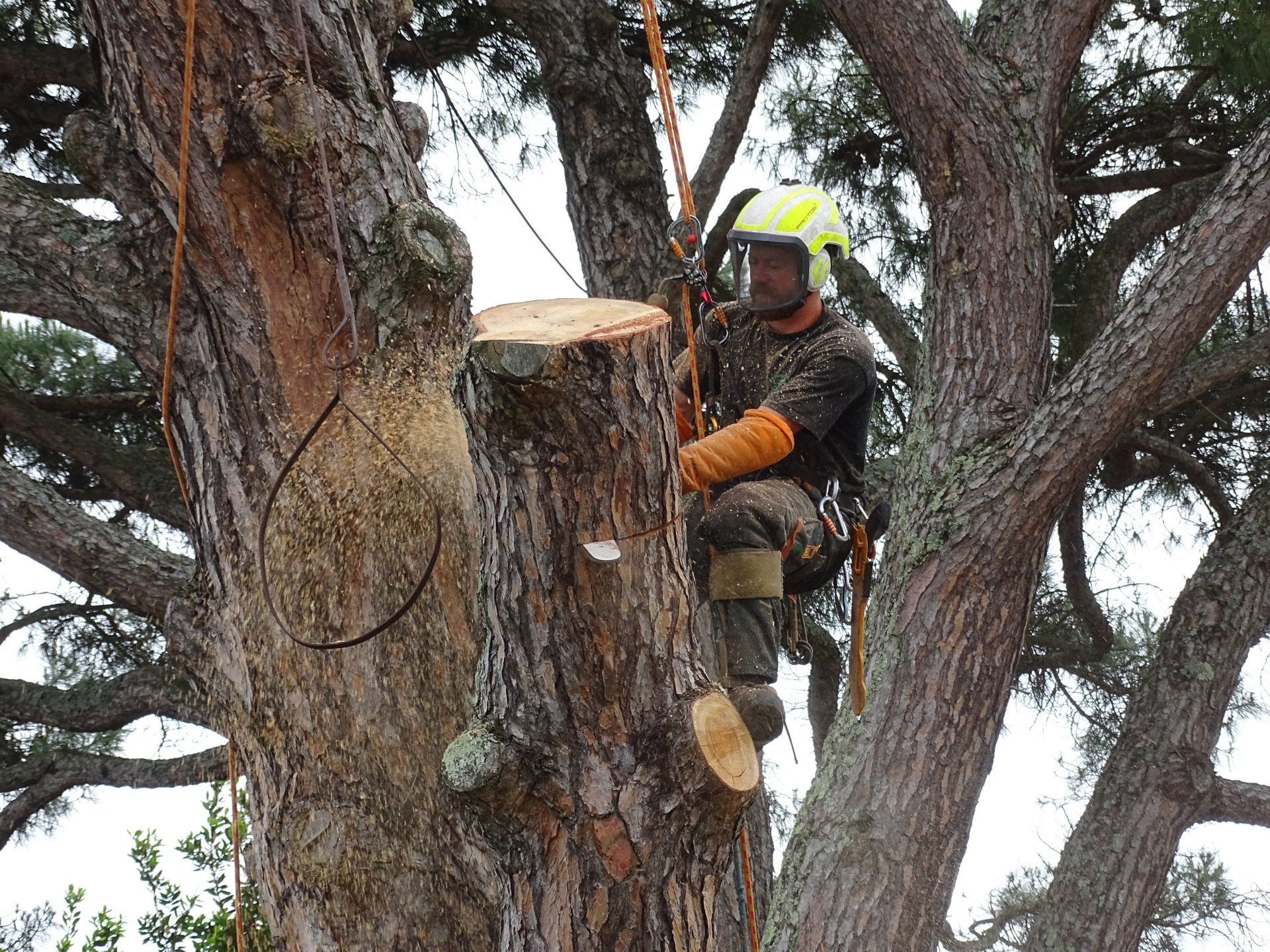 Ouvrier en mission de démontage d'un arbre