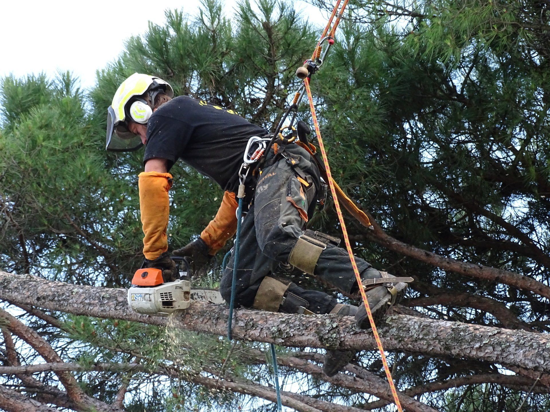 Élagueur-cordiste