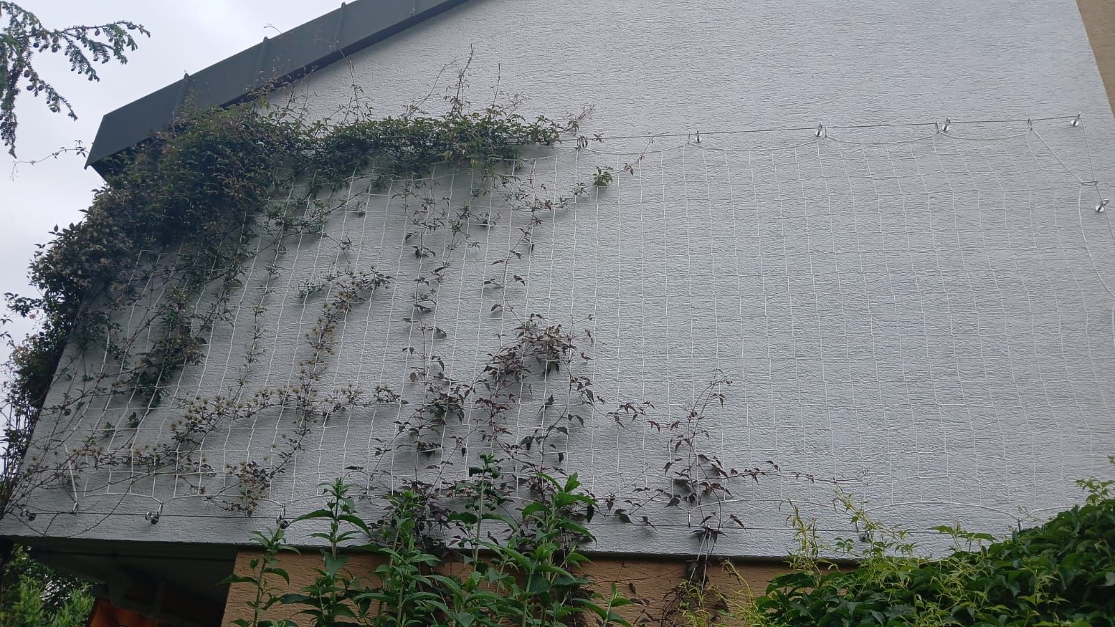 Eine weiße Stuckwand, bedeckt mit dunkelgrünem Efeu und Ranken, unter einem bedeckten Himmel