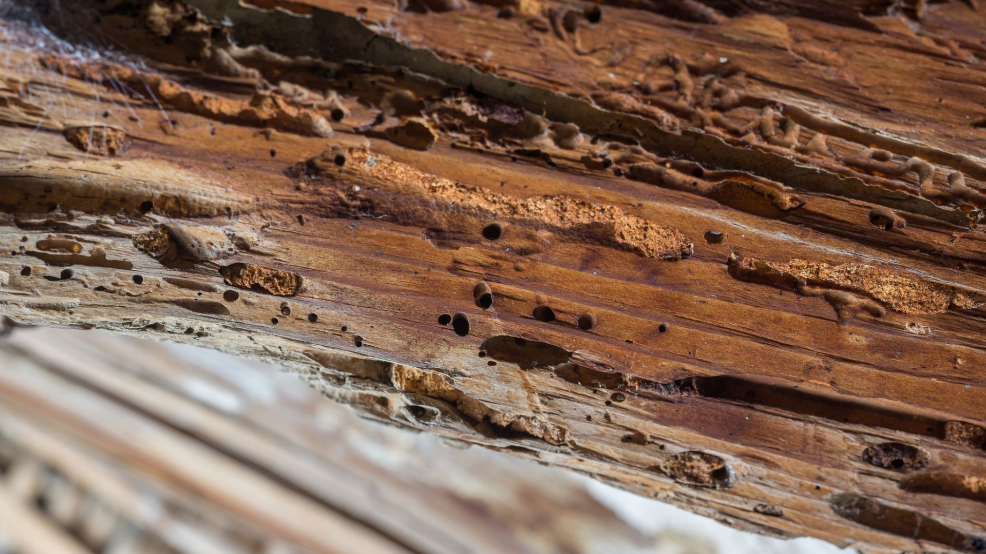 Des galeries creusées à l'intérieur d'une poutre en bois