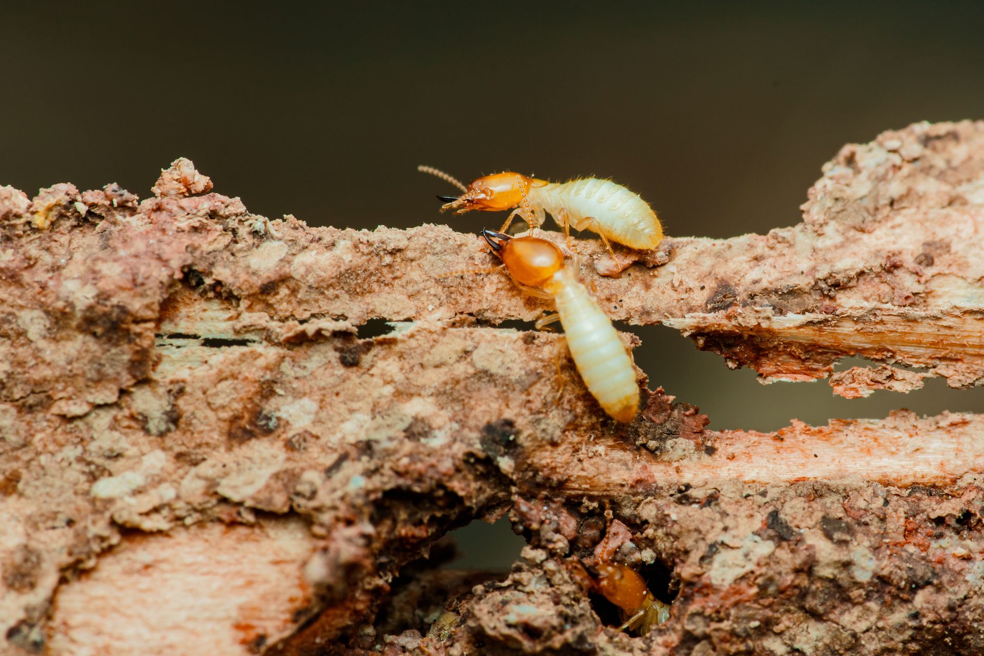 Des termites sur un morceau d'écorce