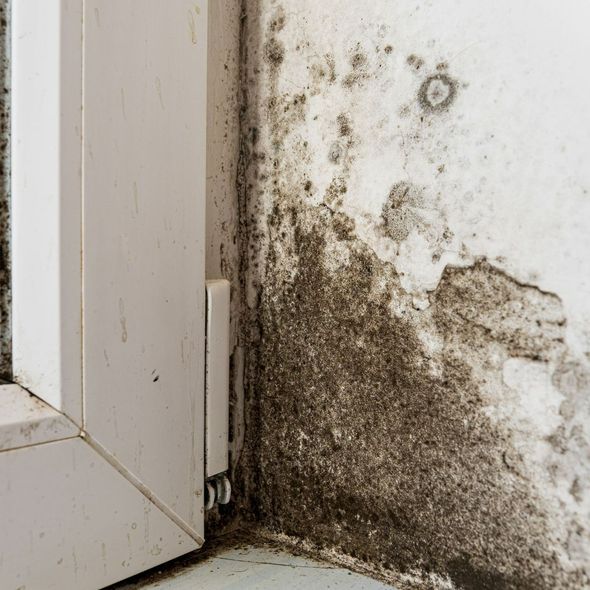 Moisissure sur un mur à côté d'une fenêtre