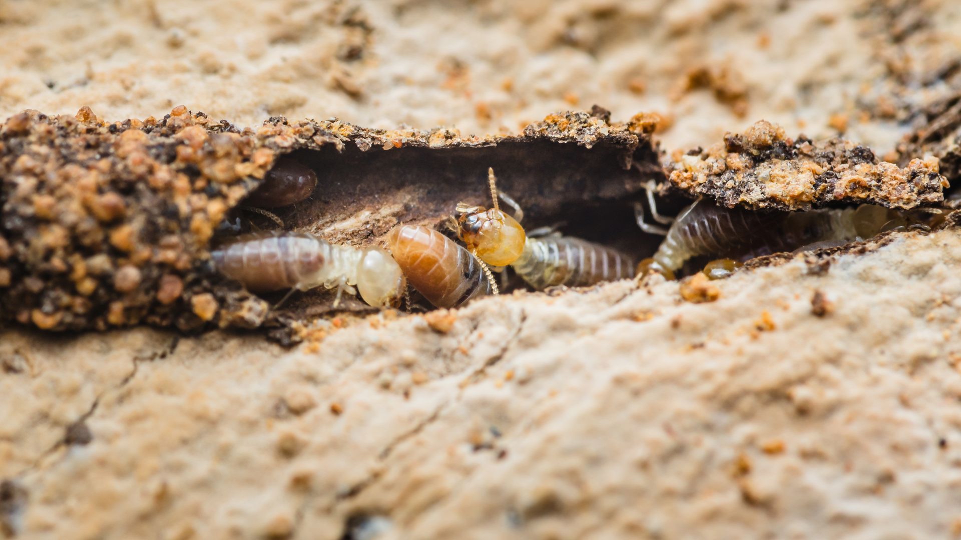 Plusieurs termites dans du bois