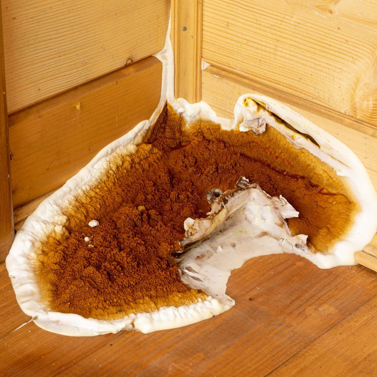 Le champignon mérule dans un coin d'une pièce 