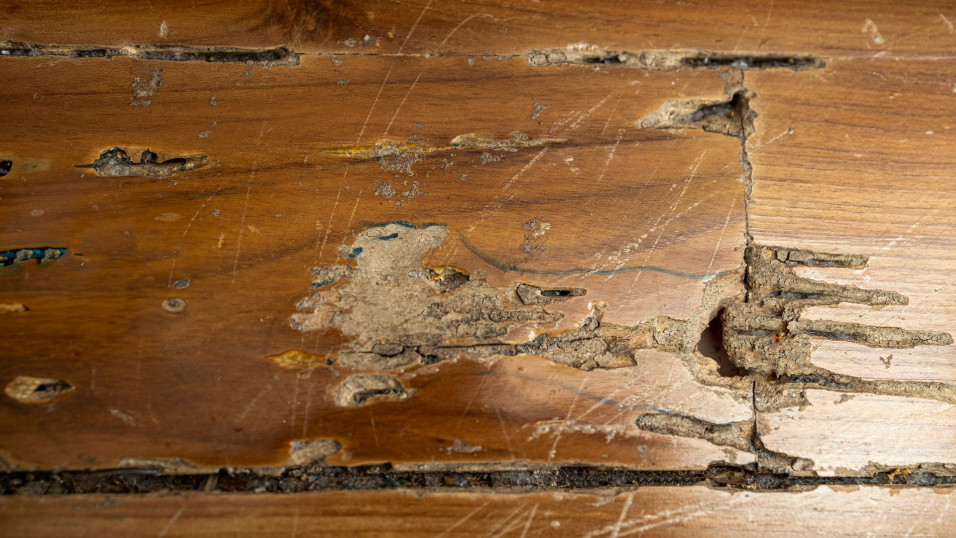 Un plancher usé par l'infestation de termites