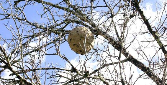 Destruction d'un nid de frelons - Carhaix Plouguer