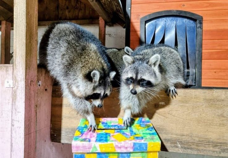 Zwei Waschbären stehen auf einer Geschenkbox.