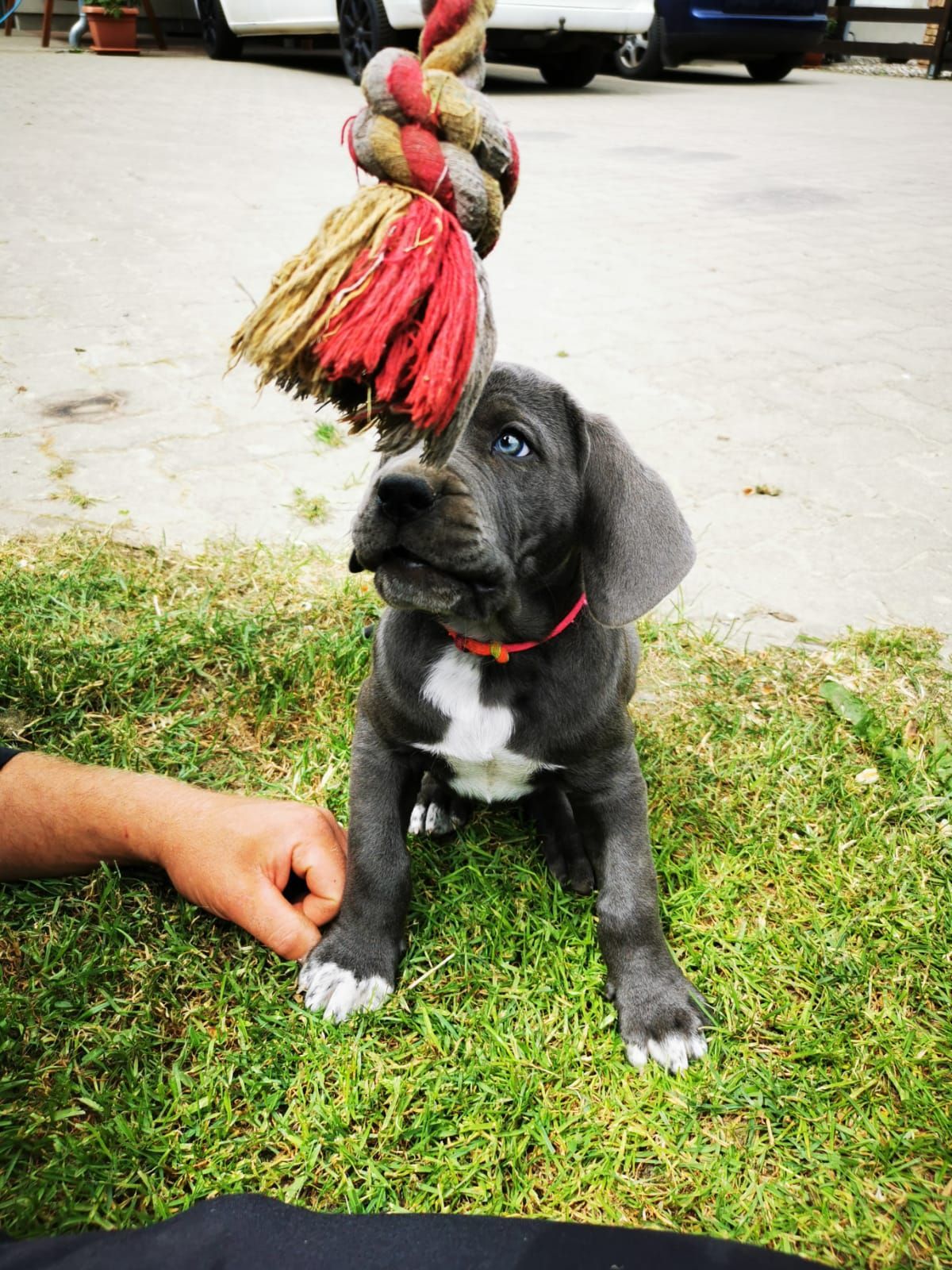 Ein Welpe spielt mit einem Seil im Gras