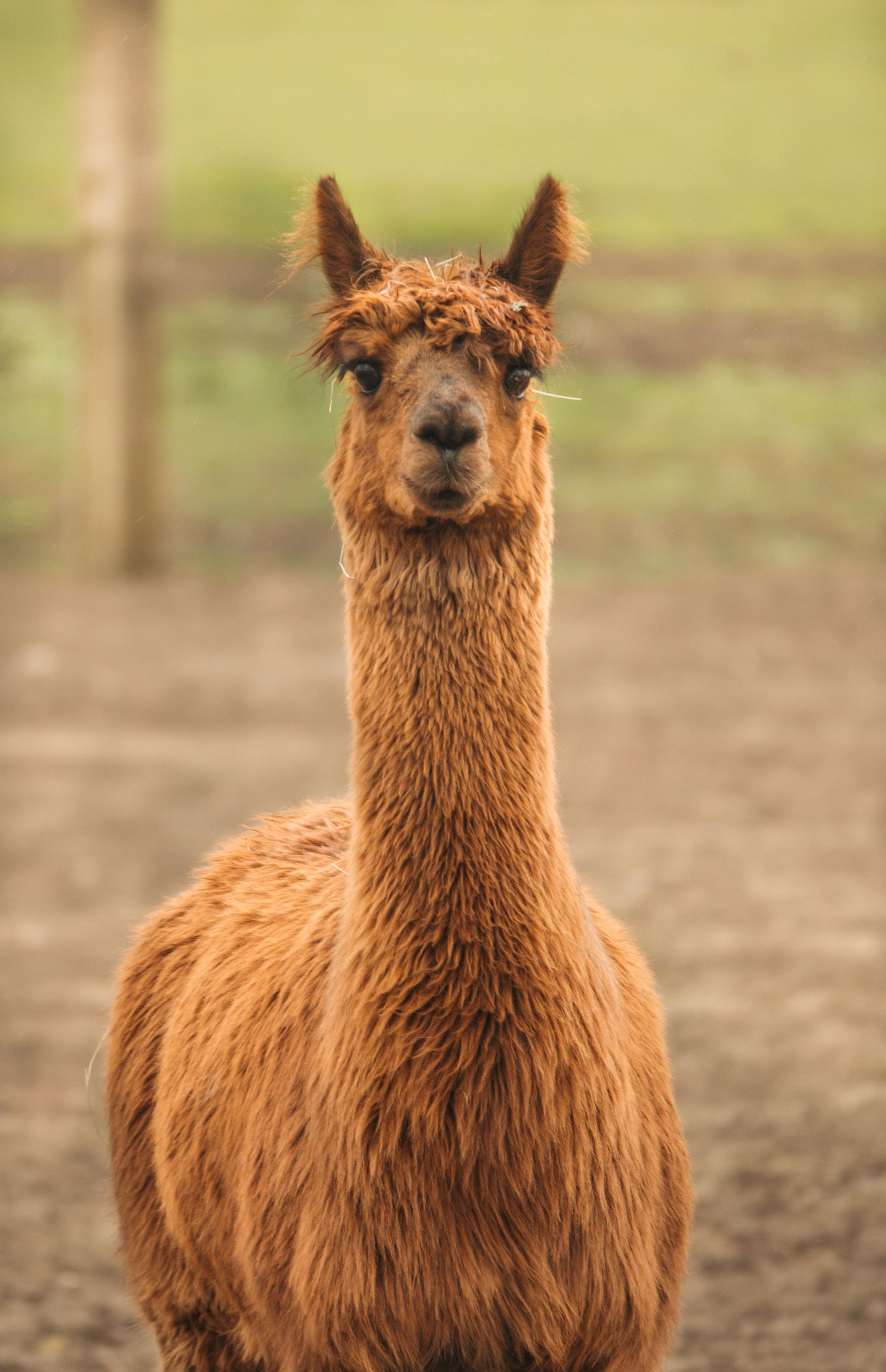 Ein braunes Lama steht auf einem Feld und schaut in die Kamera.