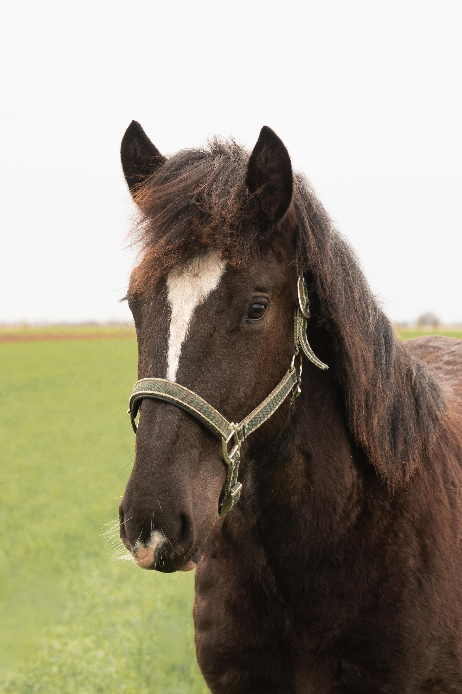 Ein braunes Pferd mit einem weißen Fleck auf der Stirn steht auf einer Weide.