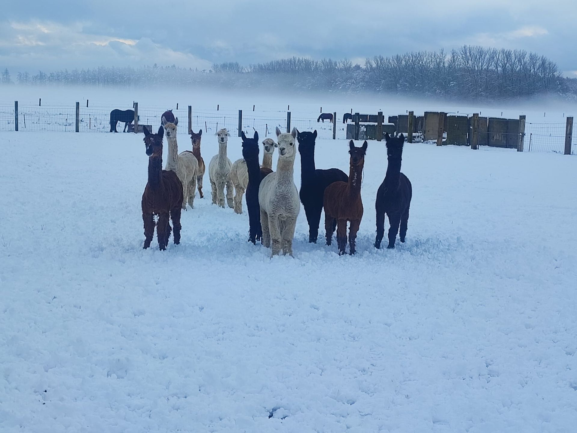 Eine Herde Lamas steht auf einem schneebedeckten Feld