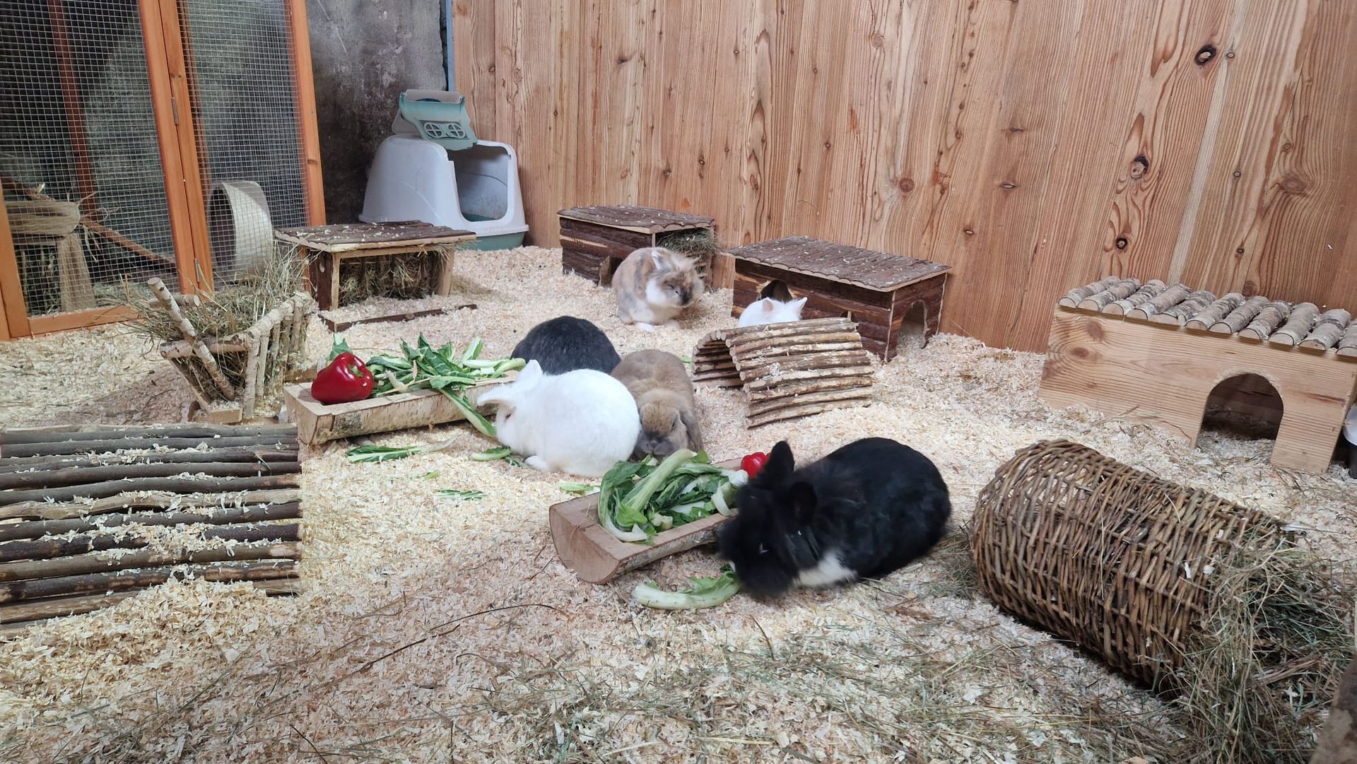 Eine Gruppe Kaninchen sitzt in einem Käfig auf einem Heuhaufen.