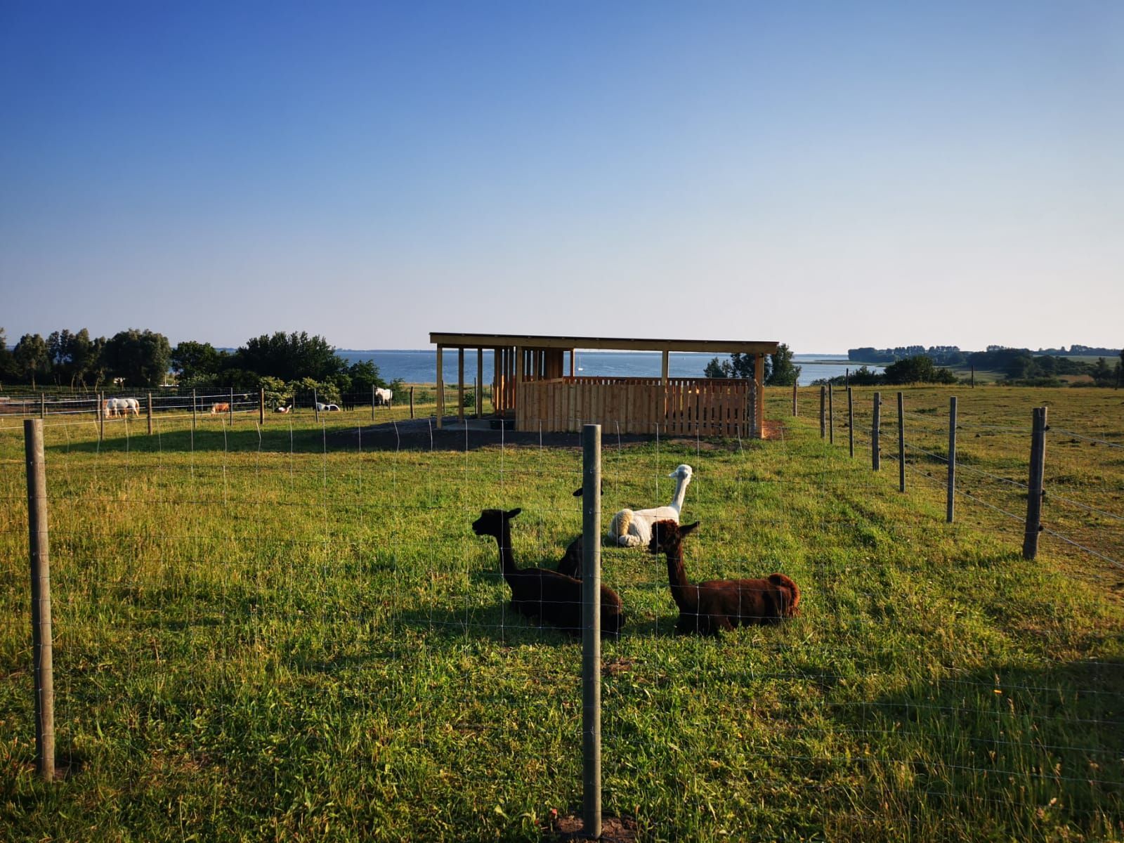 Drei Lamas liegen auf einer Wiese hinter einem Zaun.