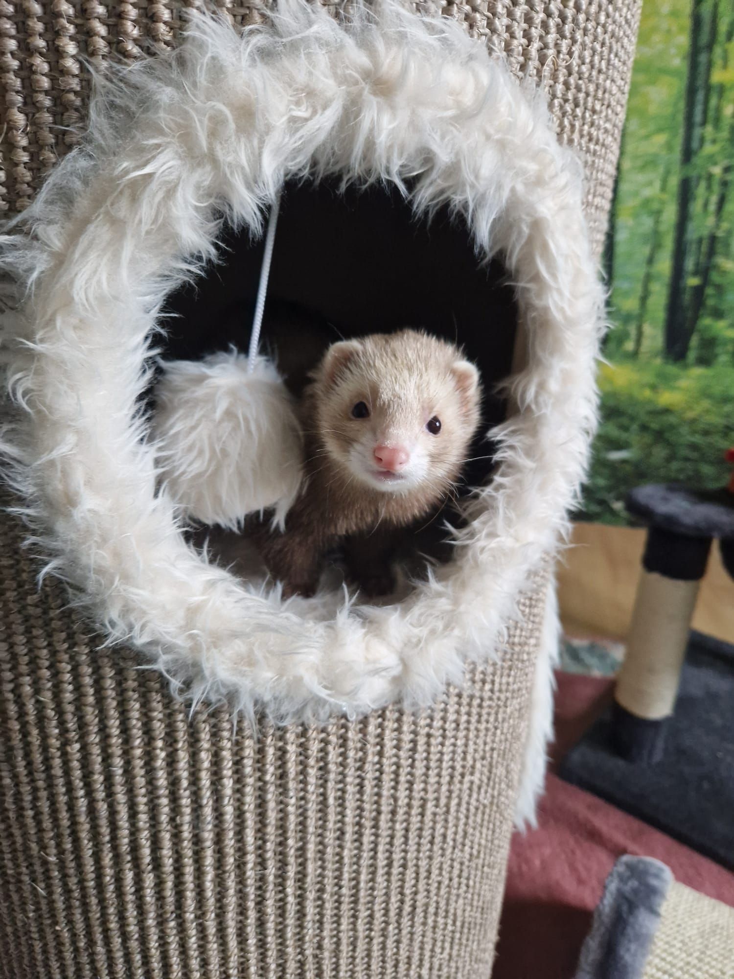 Ein Frettchen sitzt auf einem Katzenbaum.