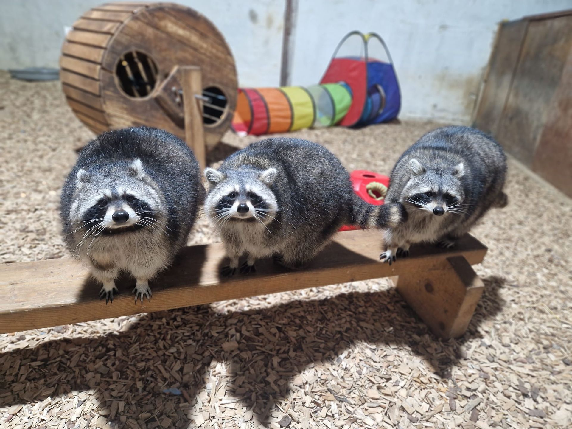 Drei Waschbären stehen auf einer Holzbank