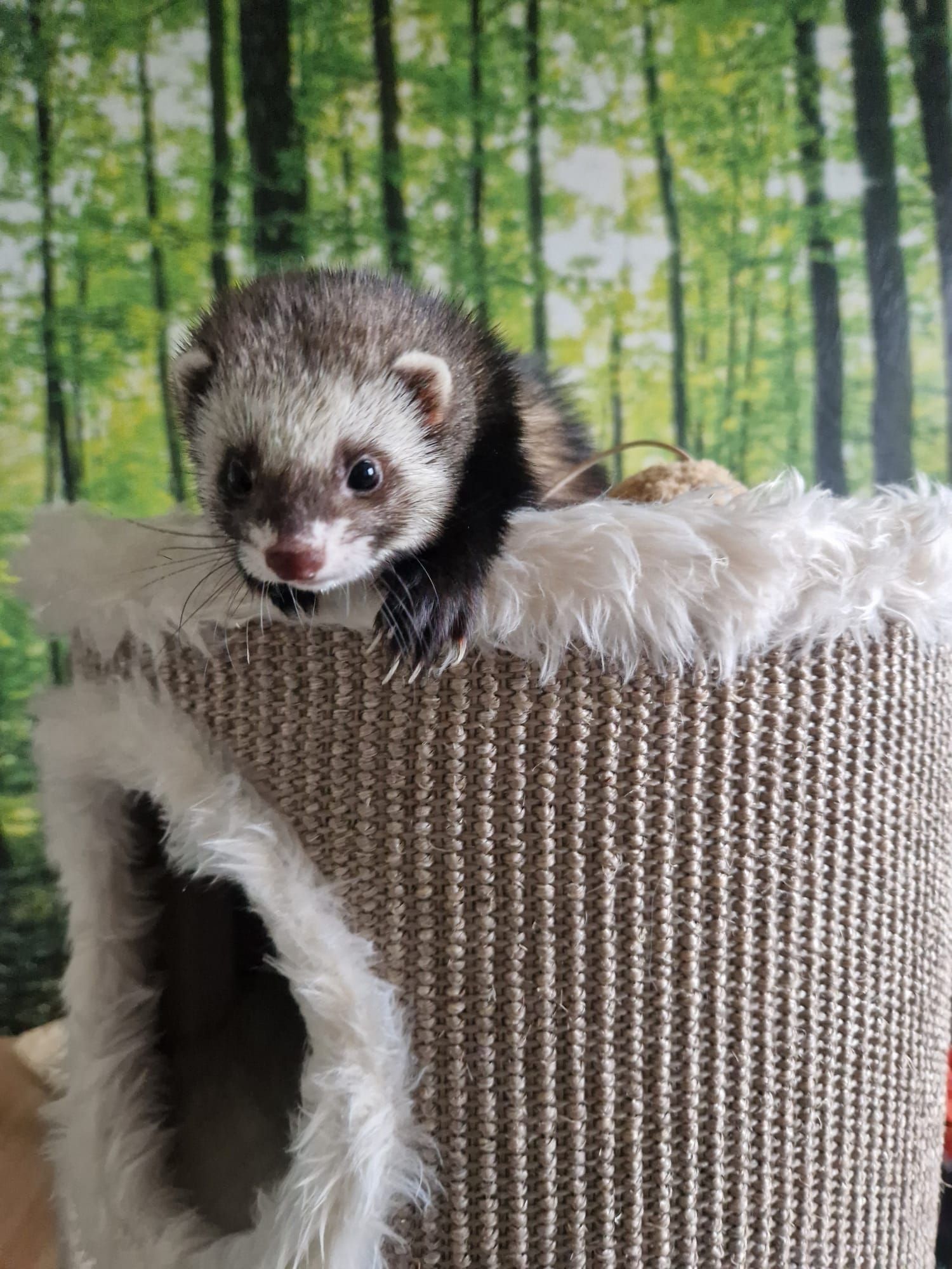 Ein Frettchen sitzt auf einem Katzenbaum.