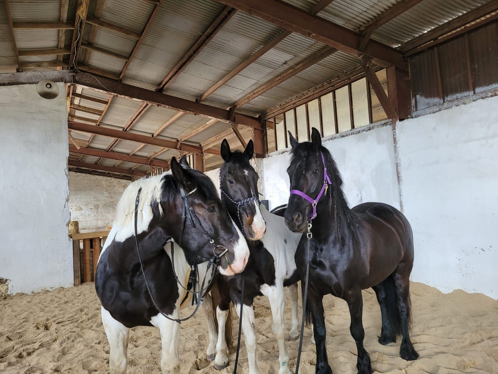 Drei Pferde stehen nebeneinander in einem Stall.