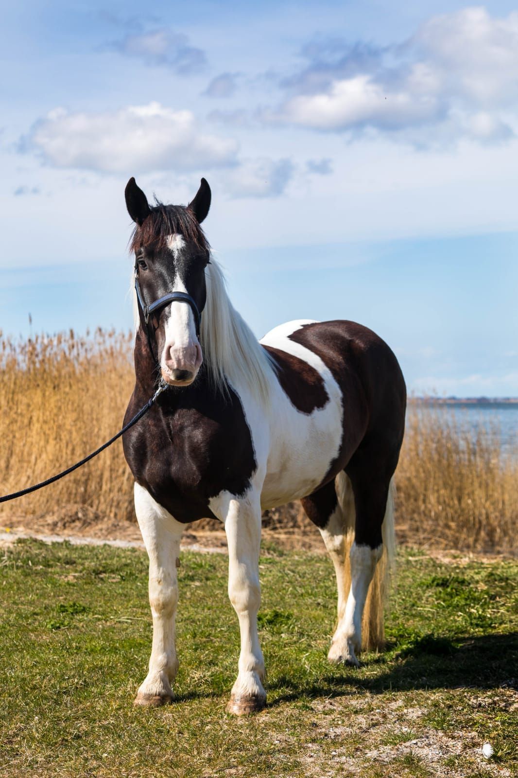 Ein schwarz-weißes Pferd steht auf einer Weide.